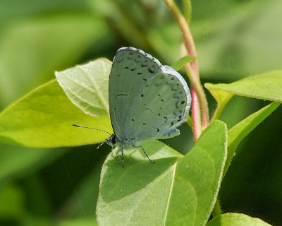 Summer Azure