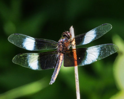 Widow Skimmer, young male