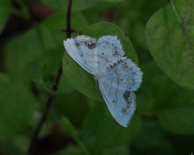 7159  Scopula limboundata  Large Lace-border Moth