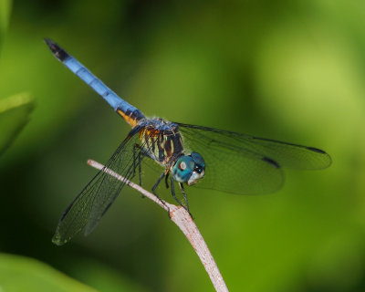 Blue Dasher, male