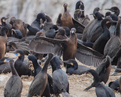 Fish Story being told by young Brandt's Cormorant