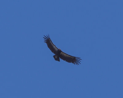 California Condor