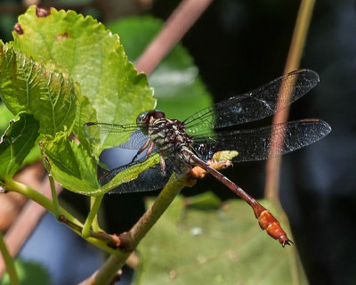 Russet-tipped Clubtail, male