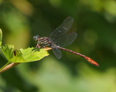 Russet-tipped Clubtail, male