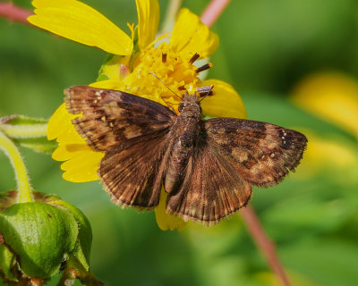 Wild Indigo Duskywing, female