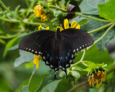 Spicebush Swallowtail, female