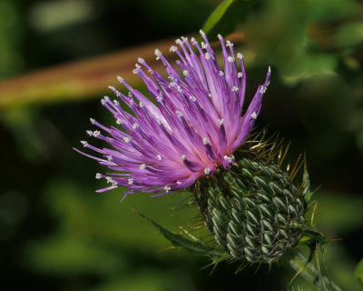 Field Thistle