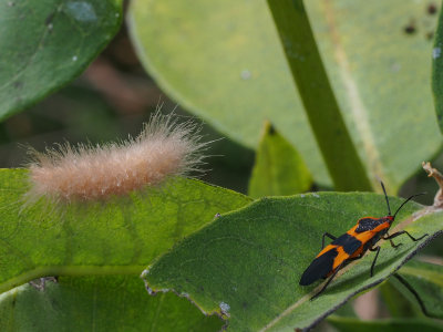 8230 Delicate Cycnia (Cycnia tenera) Caterpillar & Milk Weed Bug