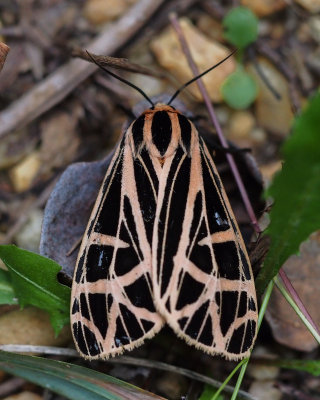 8197 Virgin Tiger Moth (Grammia virgo)