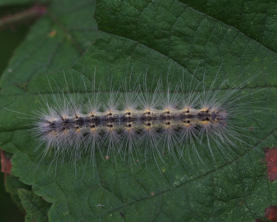 8140 - Fall Webworm - Hyphantria cunea ?