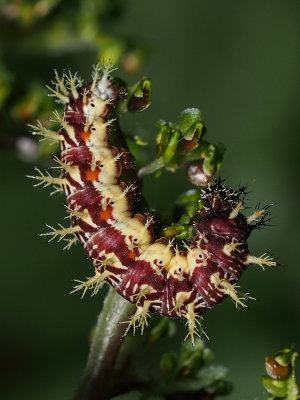 Eastern Comma caterpillar