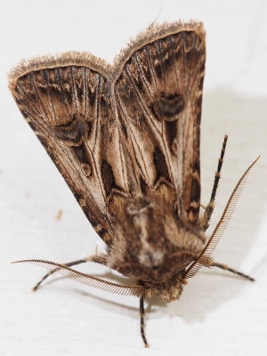 10648 Swordsman Dart Moth (Agrotis gladiaria)