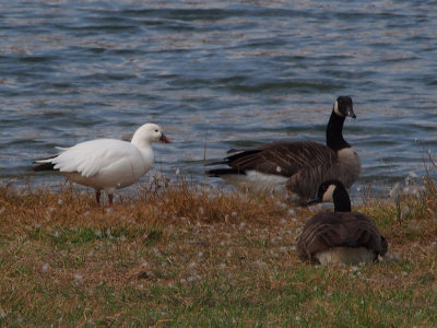 Ross's Goose with Canada Geese