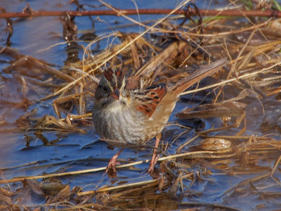 Swamp Sparrow, 1st year