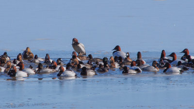 Canvasback, Lesser Scaup