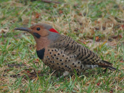 Northern Flicker, Yellow-shafted, male