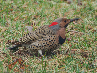Northern Flicker, Yellow-shafted, male