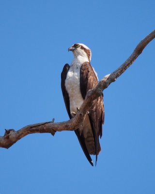 Osprey, male