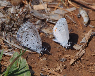 Spring Azure & Eastern Tailed-Blue