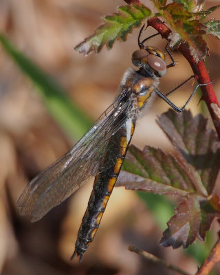 Blue Corporal, teneral male