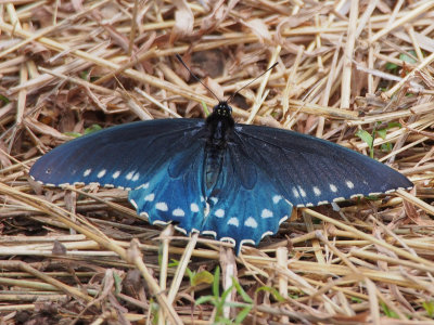 Pipevine Swallowtail, female