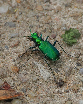 Tiger Beetle, Six-spotted
