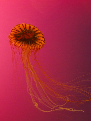 Japanese sea nettle