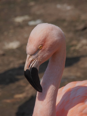 Flamingos, Grebes, Pigeons