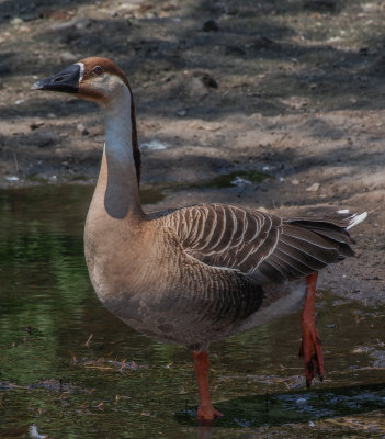 Greater White-fronted-Canada Goose?