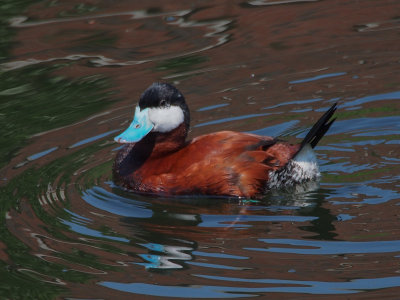 Ruddy Duck, male