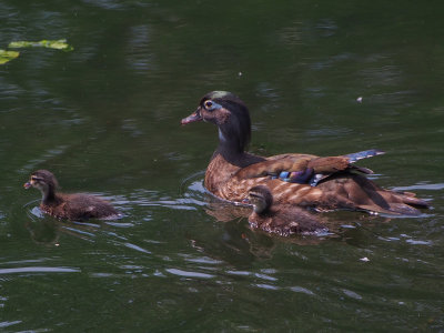 Wood Duck and her brood