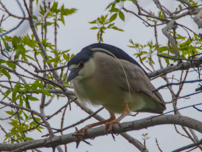 Black-crowned Night-Heron