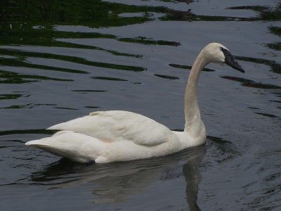 Trumpeter Swan on guard