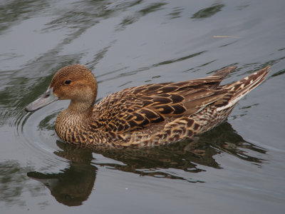 Northern Pintail, female
