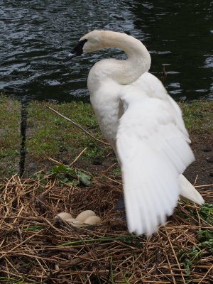 Trumpeter Swan taking a stretch
