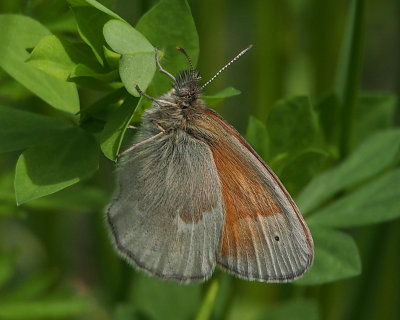 Common Ringlet