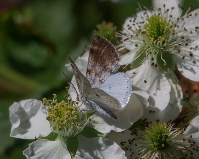 6666 Geometers: Bluish Spring Moth - Lomographa semiclarata