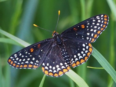 Baltimore Checkerspot