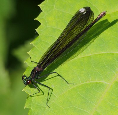 Ebony Jewelwing, female