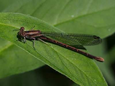 Variable Dancer, female