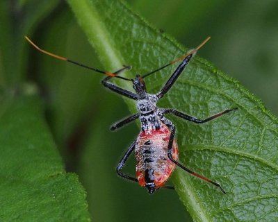 True Bugs, Cicadas, Hoppers, Aphids
