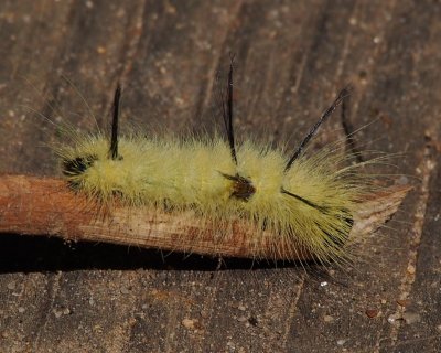 9200 - American Dagger Moth caterpillar - Acronicta americana