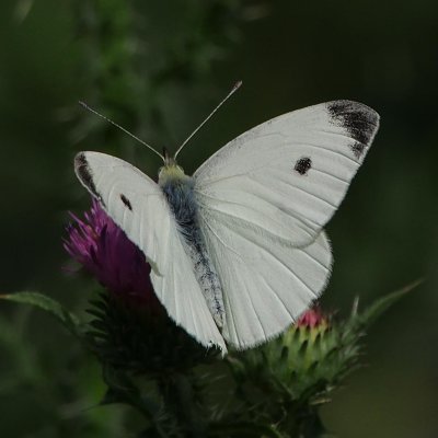 Cabbage White, male