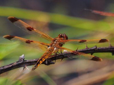 Painted Skimmer, male