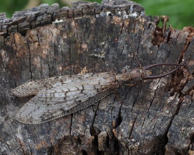 Eastern Dobsonfly, male