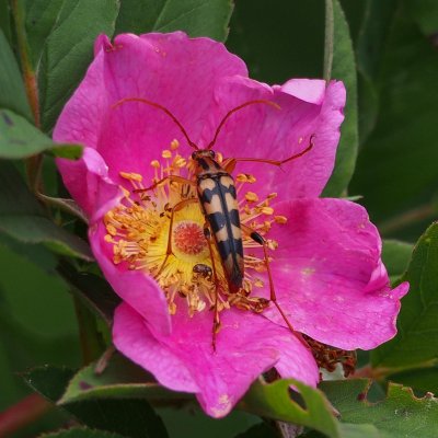 Flower Longhorn Beetle - Strangalia luteicornis - on Sweet Brier Rose