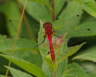 White-faced Meadowhawk, male