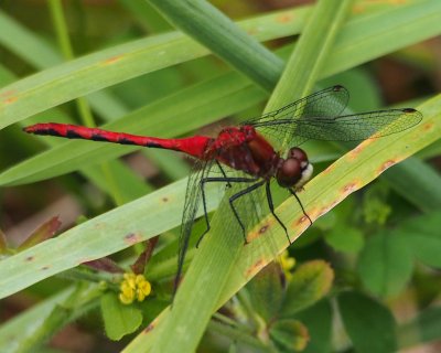 White-faced Meadowhawk, male