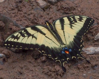 Tiger Swallowtail, male