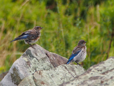 Young Eastern Bluebirds